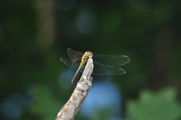 Blodröd ängstrollslända dragonfly sitter på trädgren — Stockfoto