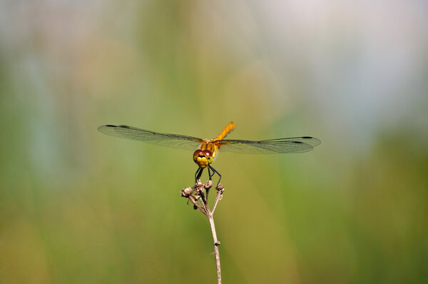 Ruddy Darter Dragonfly on mild greenish background,