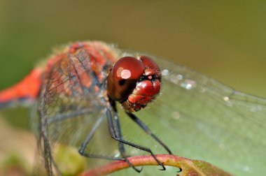 büyük kırmızı yüz kırmızı Dragon fly