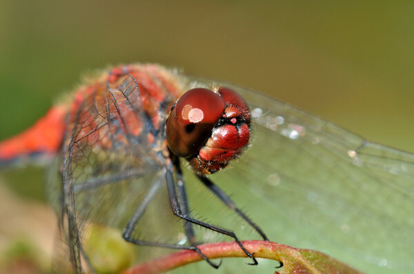Big red face of red dragon fly