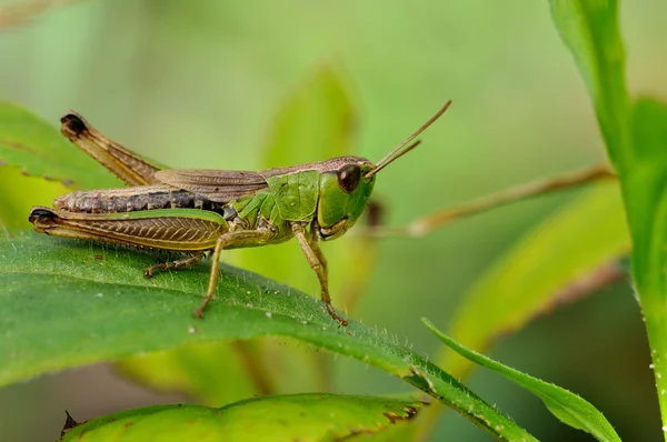 가벼운 녹색 배경에 녹색 메뚜기 근접 촬영 — 스톡 사진