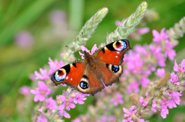 European Peacock (Inachis io) butterfly on pink flowers clipart