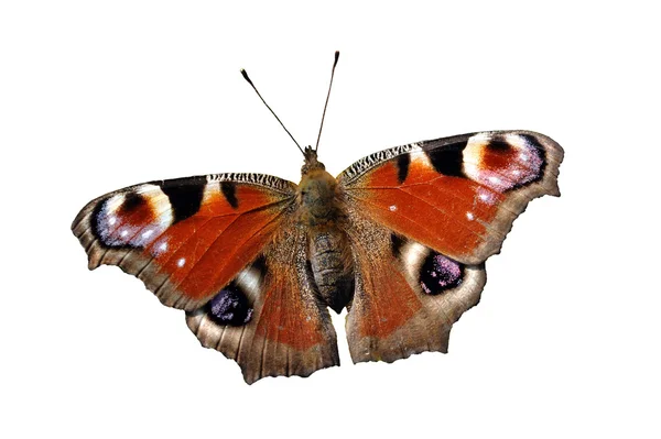 stock image Isolated European Peacock butterfly (Inachis io) on white background