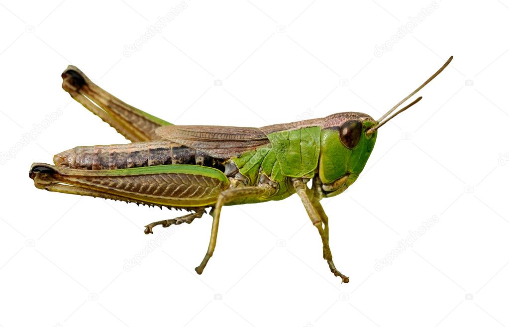 Green grasshopper closeup on white isolated
