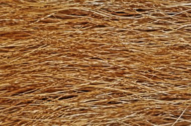 Dog fur texture or background. Extreme close view clipart
