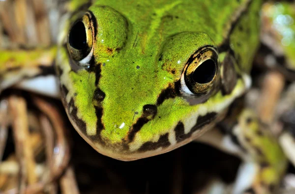 Moor Frog (Rana Arvalis) face — Stock Photo, Image