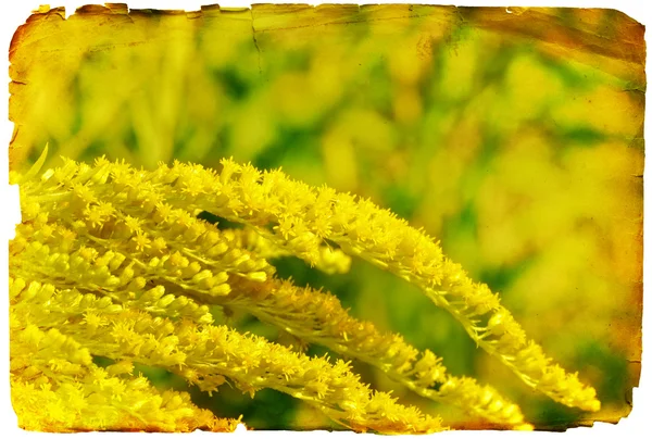 Grunge gul blomma papper bakgrund eller kort — Stockfoto