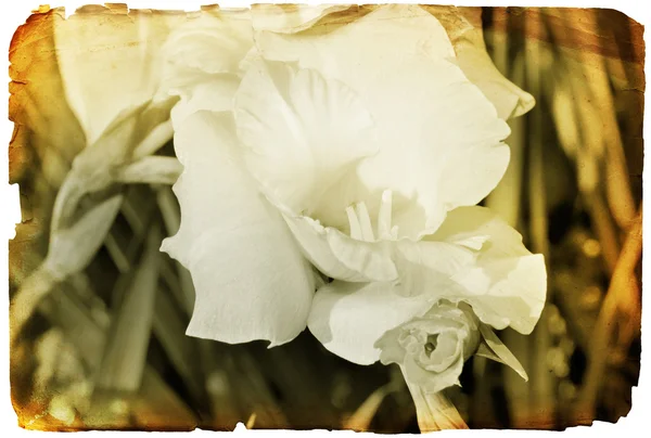 Grunge beyaz çiçek eski retro fotoğraf veya kart — Stok fotoğraf