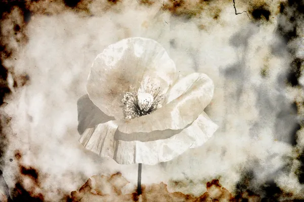 焼かれ、引き裂かれたグランジ ケシの花の写真 — ストック写真