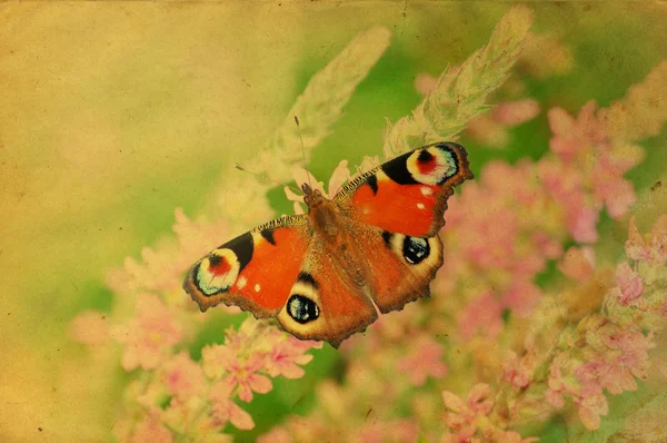 グランジ レトロな蝶グリーティング カード — ストック写真