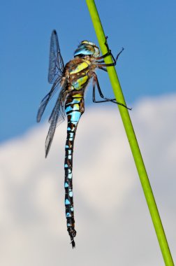 Migrant Hawker Dragonfly side view clipart
