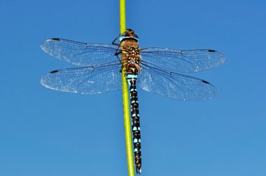 Blue Aeshna mixta dragonfly upon sky clipart