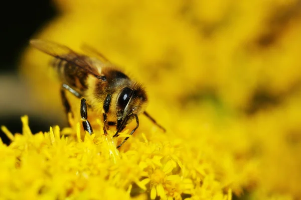 Včela shromažďování medu na žluté květy — Stock fotografie