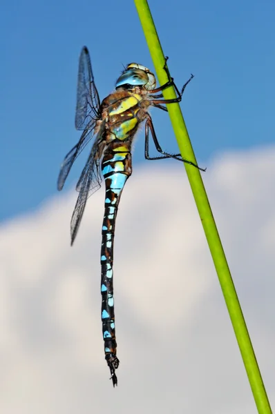 Paardenbijter dragonfly zijaanzicht — Stockfoto