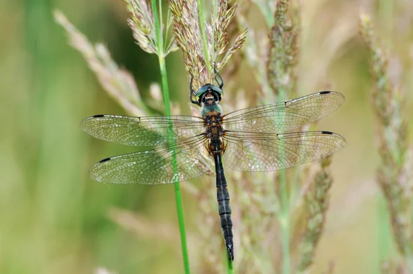 Cordulia aenea dragonfly met groene ogen — Stockfoto