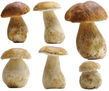 Porcini (Boletus mantarı) izole ayarla