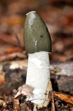 Ortak Stinkhorn (erkeklik organı impudicus) Mantar