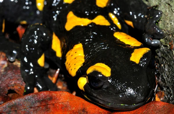 Salamandra de fuego cara completa —  Fotos de Stock