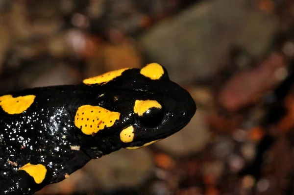 Parte frontal de salamandra de fuego —  Fotos de Stock