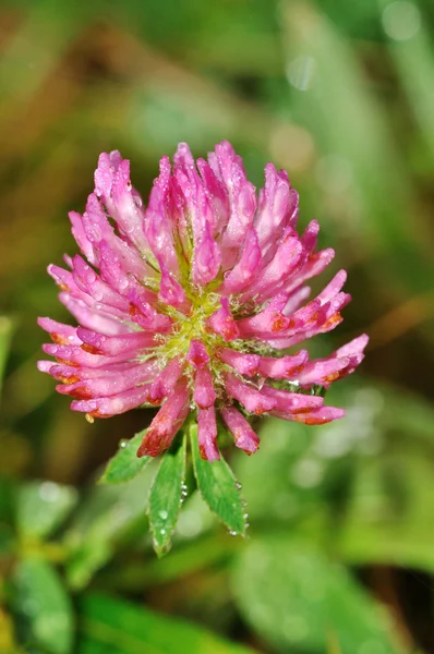 Red clover head (trifolium pratense) — Stock Photo, Image