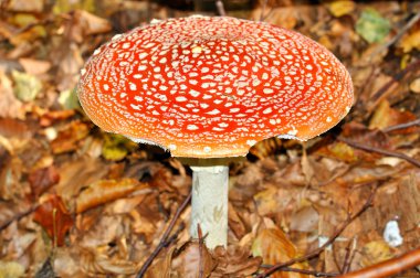 Fly Agaric (Amanita muscaria) clipart