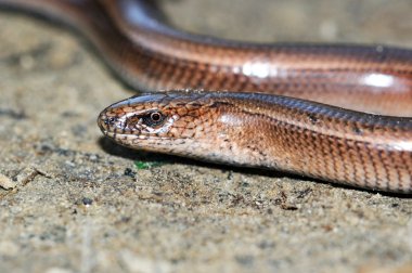 Slow Worm Lizard clipart