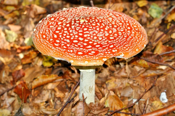 stock image Fly Agaric (Amanita muscaria)