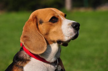 Portrait of a hound dog clipart
