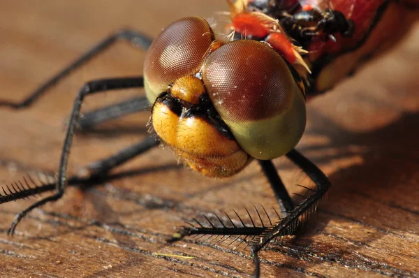 stock image Dragonfly head