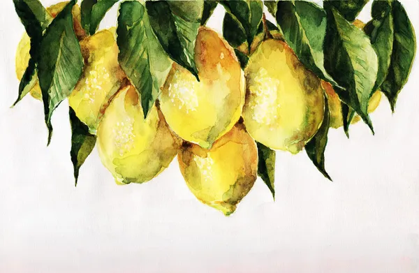 Лимонний дерево — стокове фото