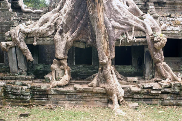 Velký chrám a velké kořeny — Stock fotografie