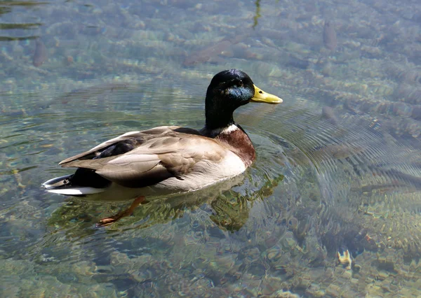 stock image Wild duck