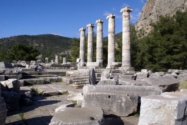 ağaçlar ve Tapınak