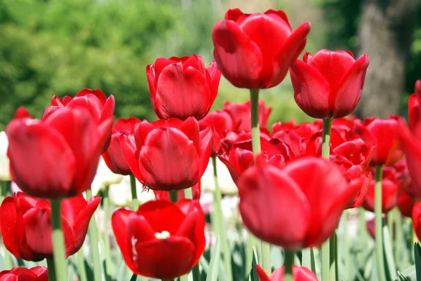 stock image Tulips