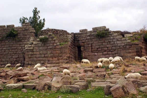 Стена и овцы — стоковое фото