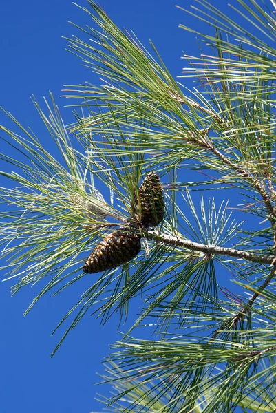 stock image Pine tree