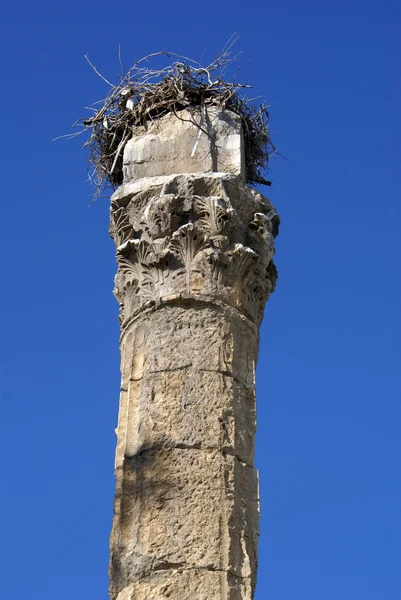 Columna y nido — Foto de Stock