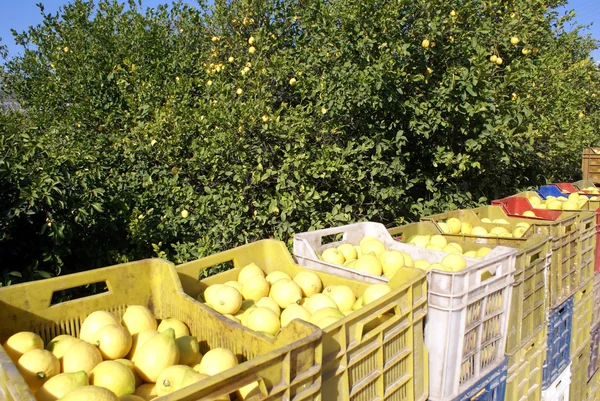 Жатва лимона — стоковое фото