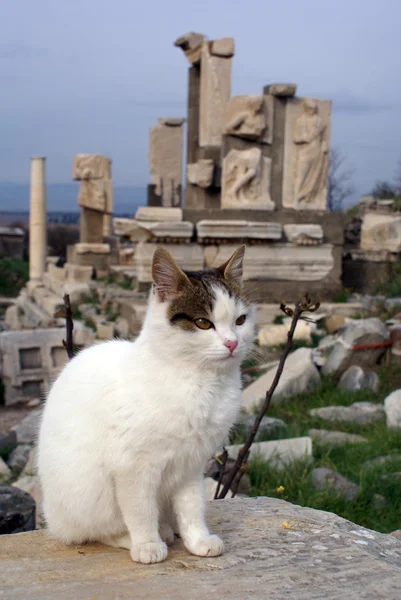 stock image Cat and ruins