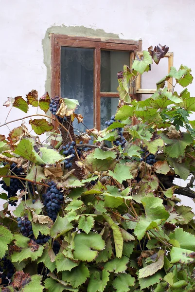 Виноград и окно — стоковое фото