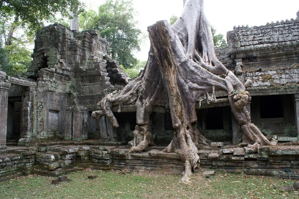 Храм и дерево с корнями — стоковое фото