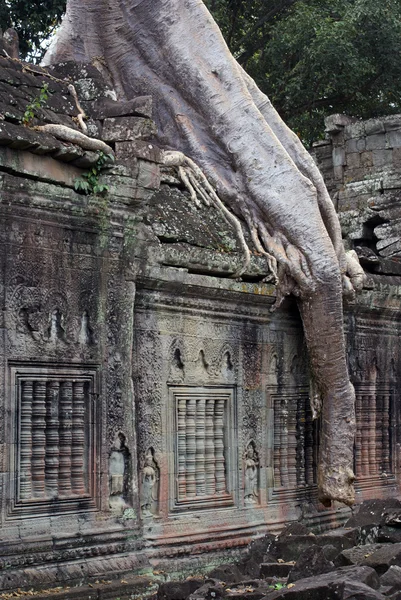 Ściany i duży korzeń, Kambodża — Zdjęcie stockowe
