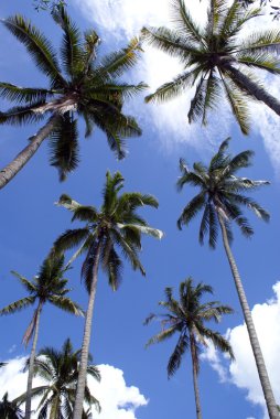 Palmiye ağaçları