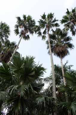 Green palm trees