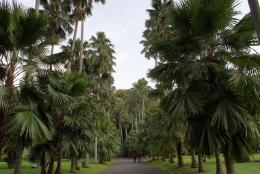 Lane with palm trees