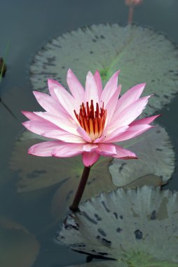 Pink lotus clipart