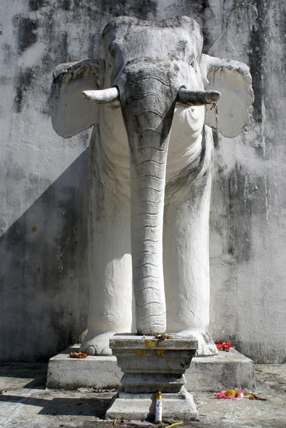 Beyaz fil — Stok fotoğraf