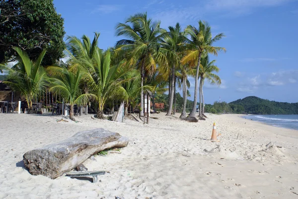 海滩上的棕榈树 — 图库照片