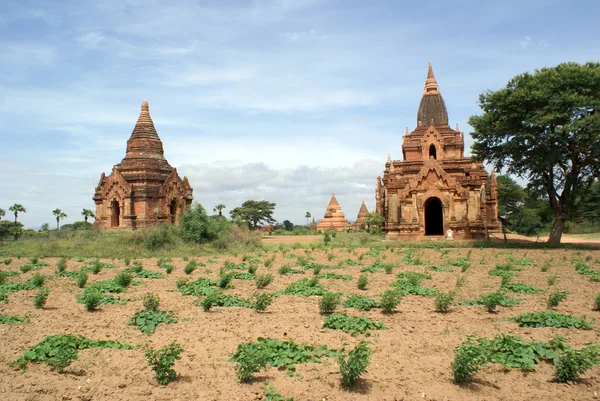 Field and pagodas — Stock Photo, Image