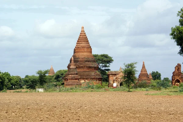 Pola i pagody — Zdjęcie stockowe
